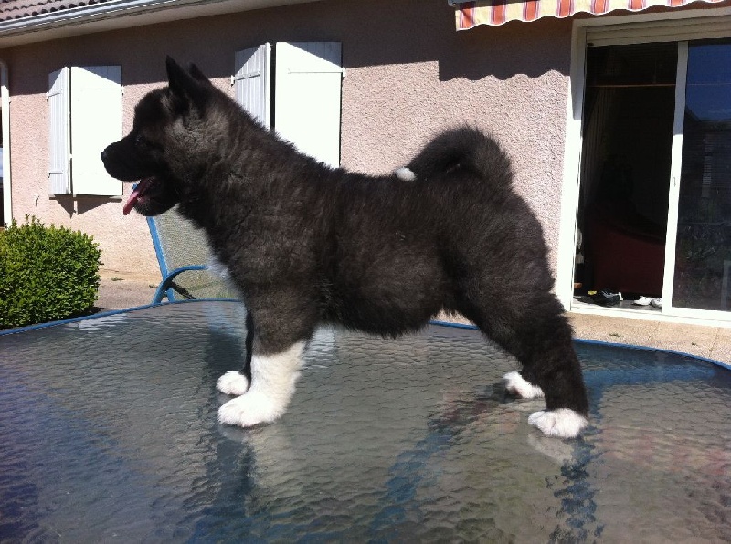 Adixatz - Akita americain - Portée née le 16/04/2014