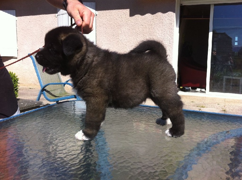 Adixatz - Akita americain - Portée née le 16/04/2014